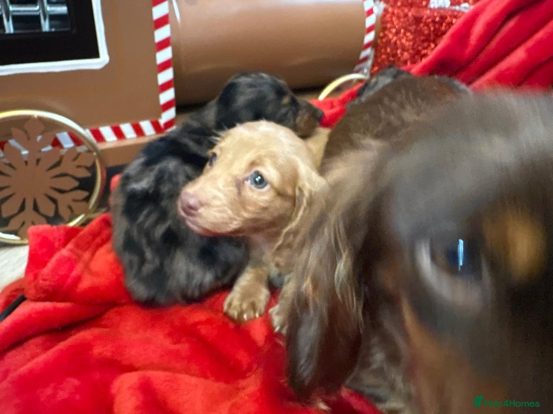 Miniature Dachshund dogs for sale: Long Haired Mini Dashound  - Advert 3