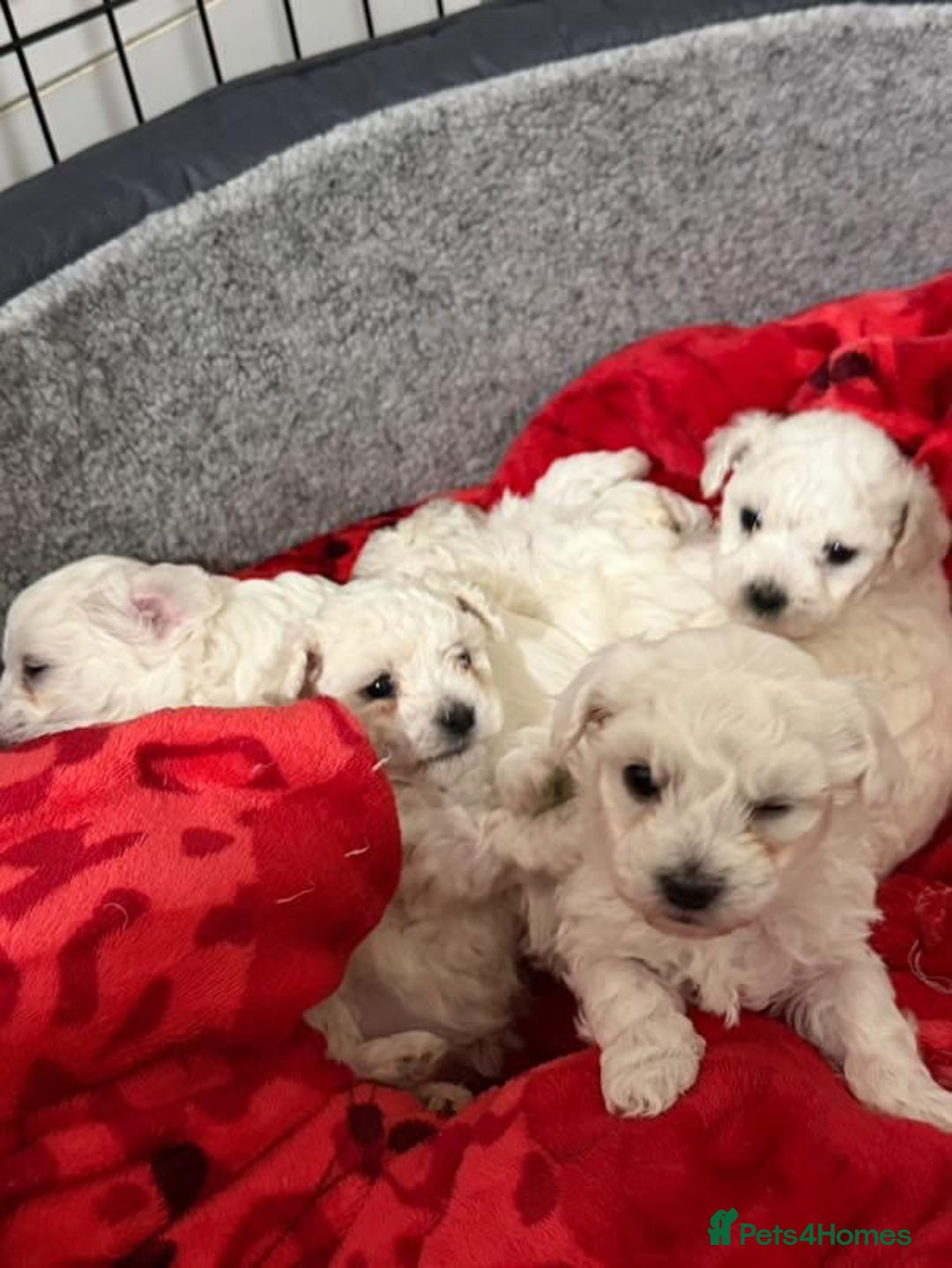 Bichon Frise dogs for sale: Beautiful Maltichon Puppies - Image 2
