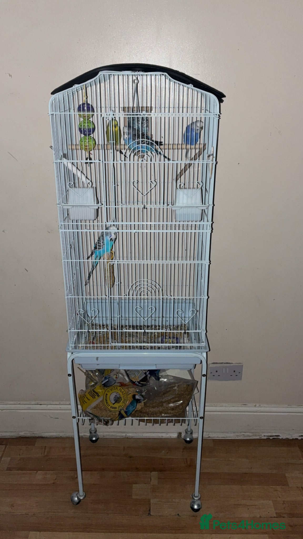 Mixed Breed birds Mixed birds for sale  - Advert 5