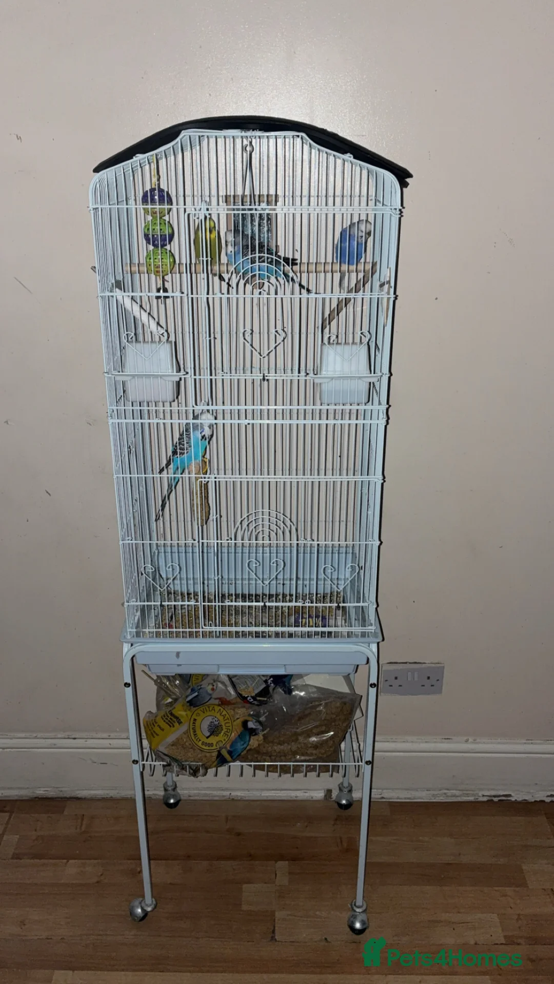Mixed Breed birds for sale: Mixed birds for sale  - Advert 1