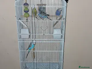 Mixed Breed birds Mixed birds for sale - Advert 5