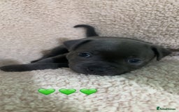 Staffordshire Bull Terrier dogs for sale: Piro daughter & Pharon (Bullscaff) pups for sale - Image 12