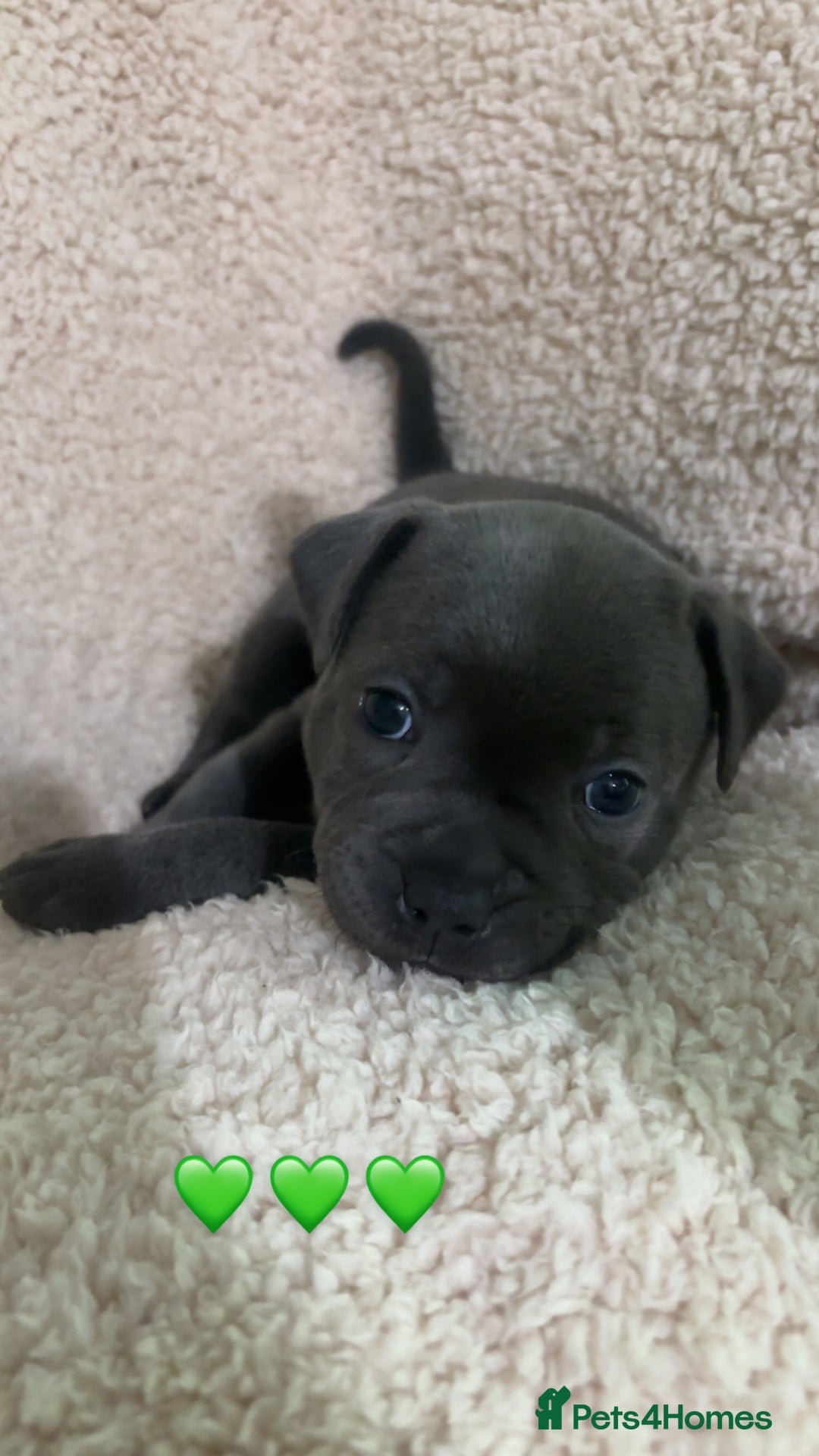 Staffordshire Bull Terrier dogs for sale: Piro daughter & Pharon (Bullscaff) pups for sale - Image 12
