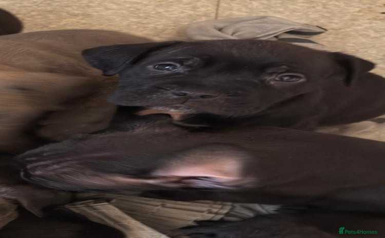 Cane Corso dogs - Advert 3