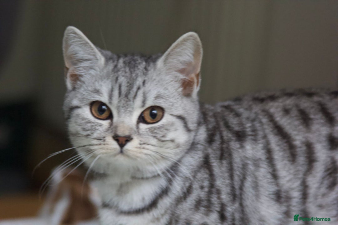 British Shorthair cats for sale: GCCF REGISTERED CHAMPION LINES SILVER SPOTTED BSH - Image 20