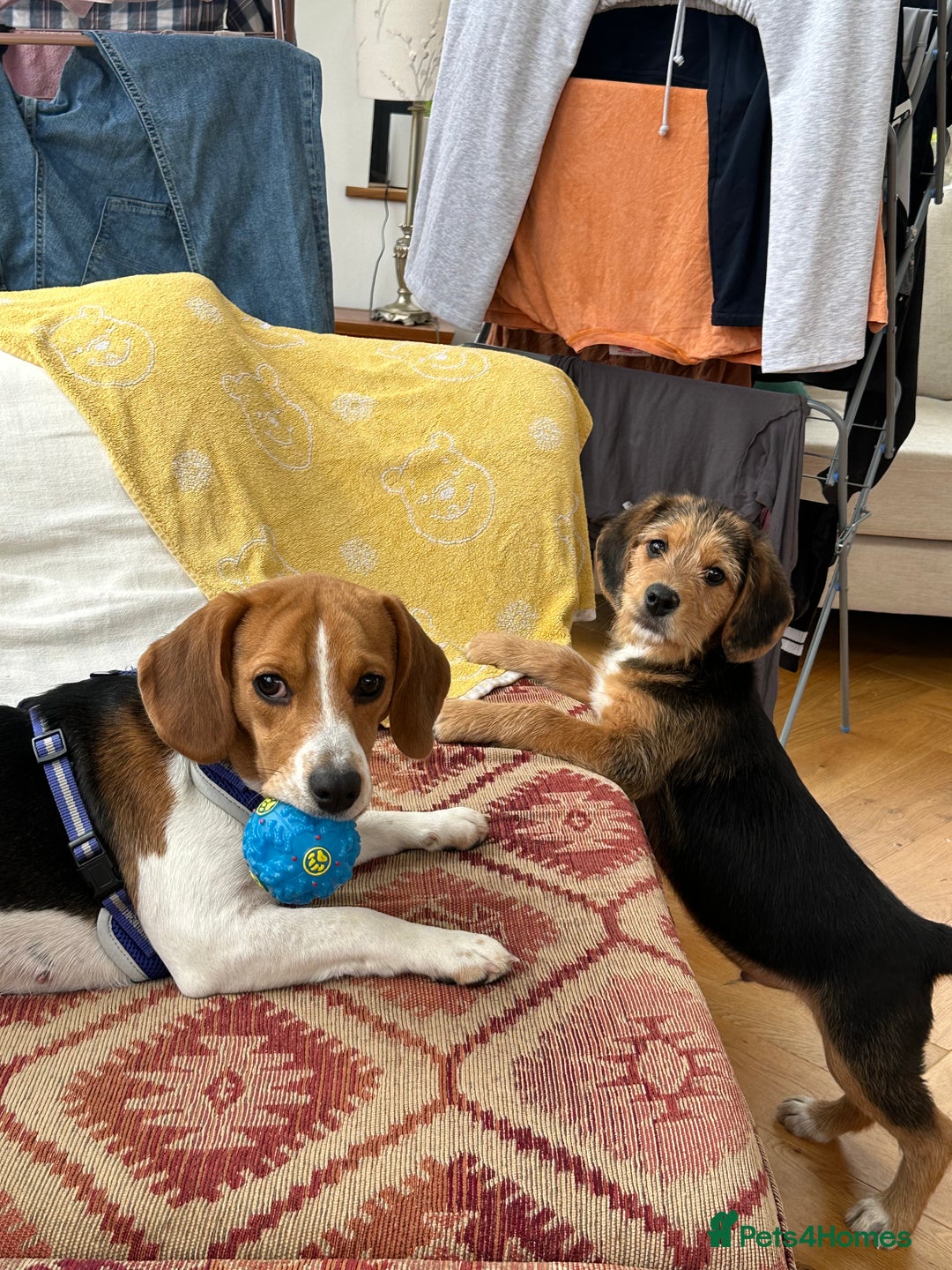 Mixed Breed dogs for sale: 🐾 Beautiful Cavapoo x Beagle Puppies 🐾 - Advert 12