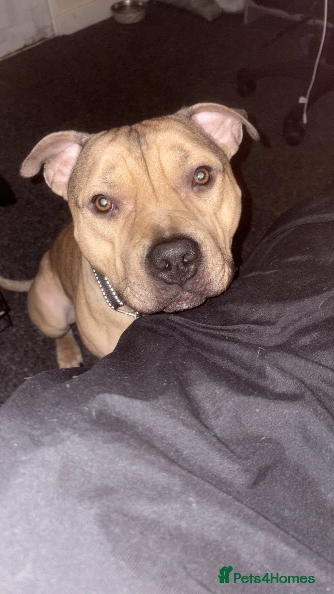 American Bully dogs for sale: Bailey  - Advert 3