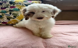 Cockapoo dogs for sale: F1 cockapoo puppies  - Image 9