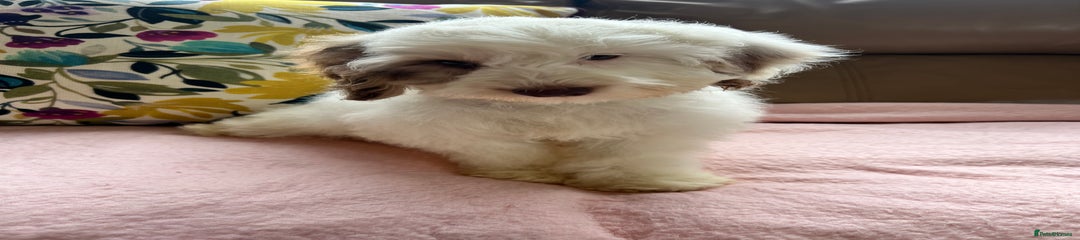 Cockapoo Puppy 6