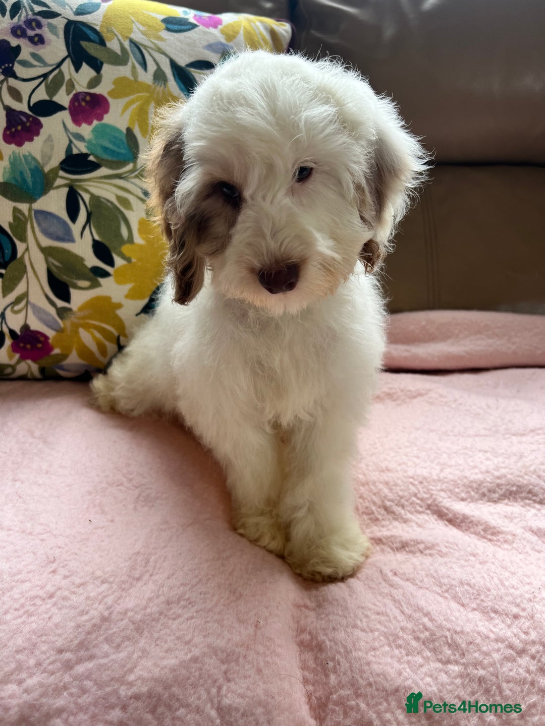 Cockapoo dogs for sale: F1 cockapoo puppies  - Image 9