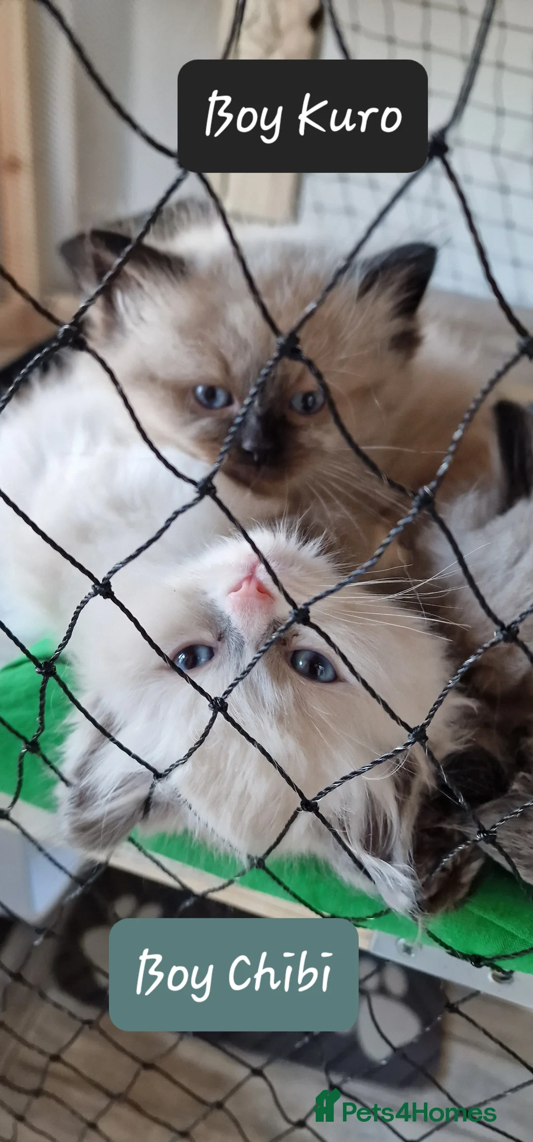 Ragdoll cats for sale: Gorgeous pure bred Ragdoll ready to leave 26 April - Advert 2