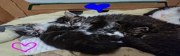 Ragcoon cats for sale: Mainecoon x Ragdoll kittens  - Advert 12