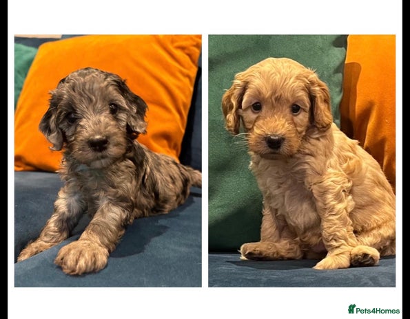 Cockapoo dogs - Advert 1