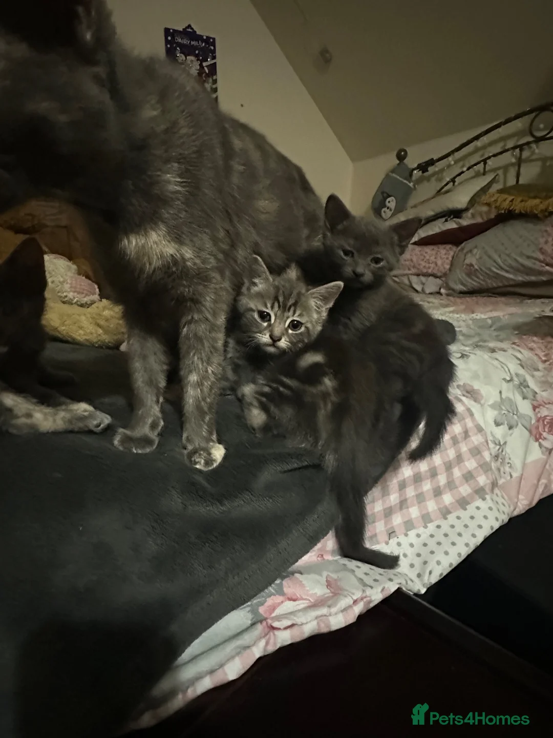 Mixed Breed cats for sale: Beautiful litter of kittens for sale. - Advert 5