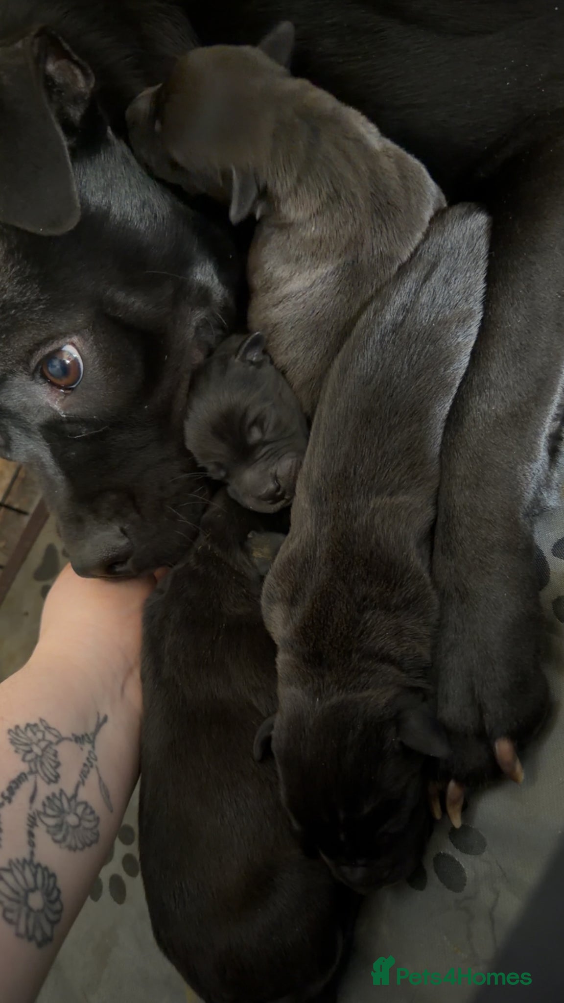 Mixed Breed dogs 5 beautiful staff cross pups! - Advert 3