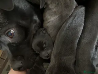 Mixed Breed dogs 5 beautiful staff cross pups! - Advert 3