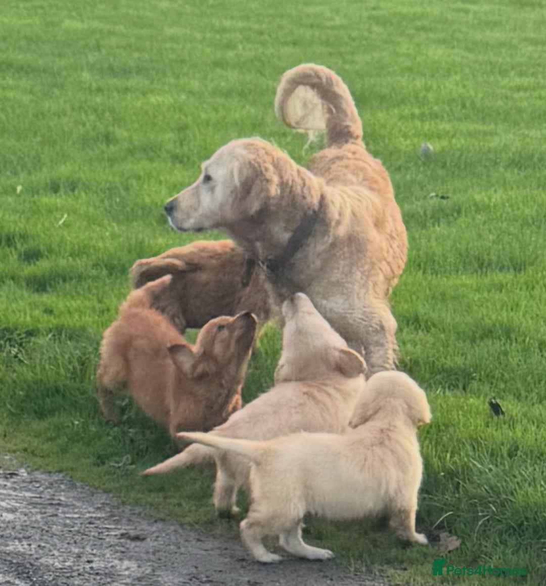 Golden Retriever dogs for sale: KC health checked outstanding temperaments  - Advert 14