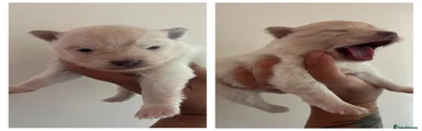 Charlie (AVAILABLE)