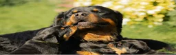 Rottweiler dogs for sale: Stunning Chunky Rotweillers from fantastic parents - Advert 9