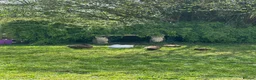 Ducks poultry for sale: Mixed flock for sale in Worcester - Advert 3