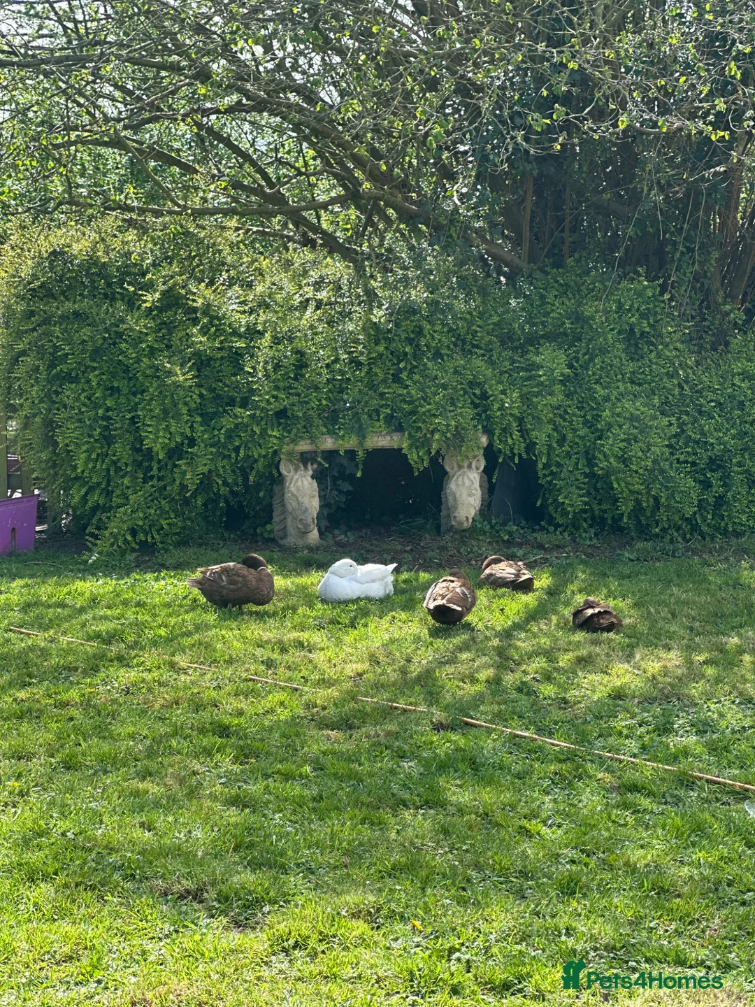 Ducks poultry for sale: Mixed flock for sale in Worcester - Advert 3