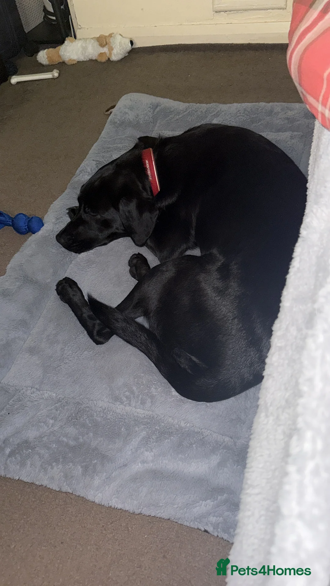 Labrador Retriever dogs for sale: Gorgeous male Labrador retriever - Advert 2