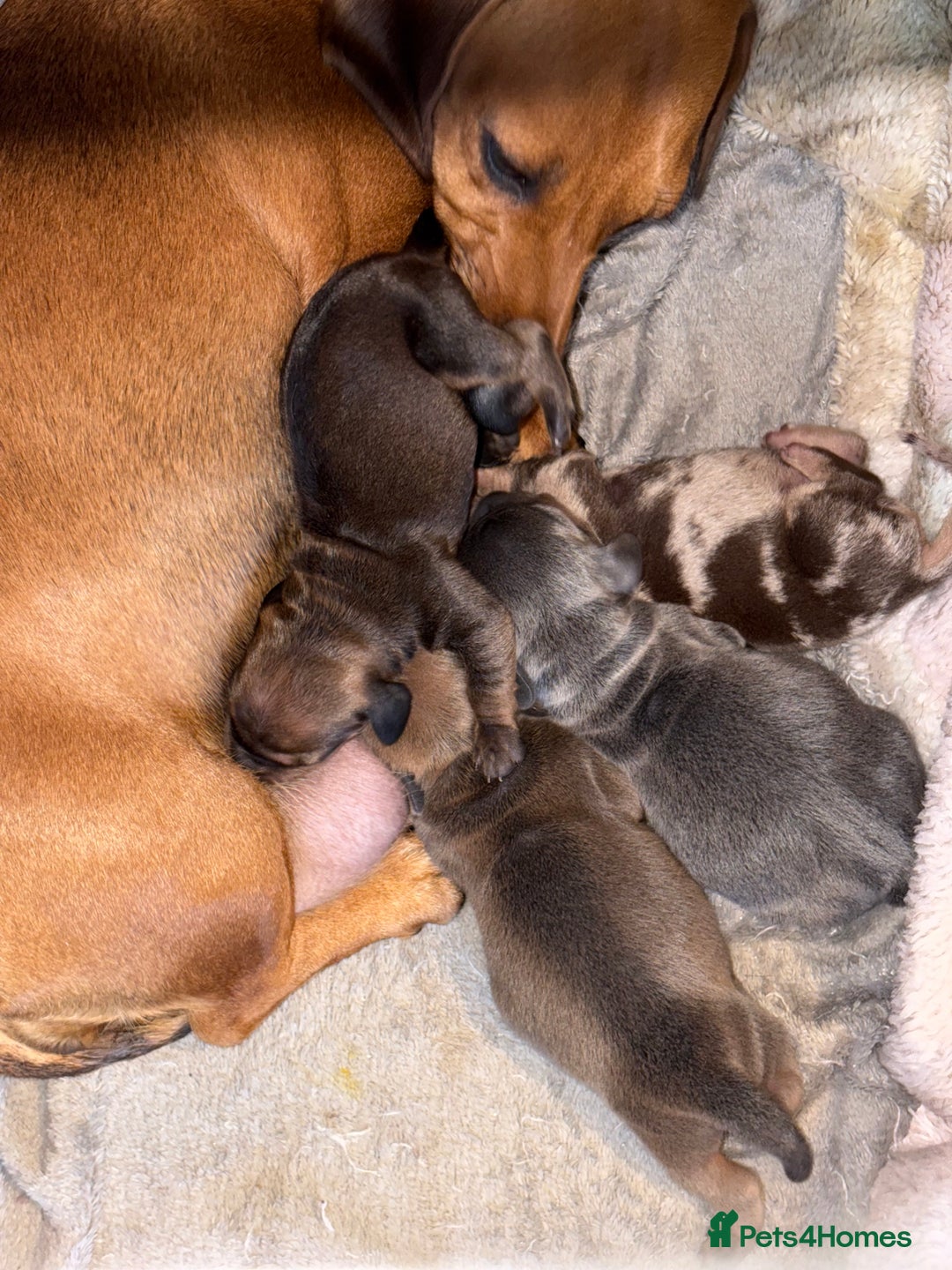 Miniature Dachshund dogs for sale: 4 Dachshund Puppies - Image 9