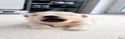 Maltese dogs for sale: Beautiful Maltese Puppies – Loving Family Homes - Advert 29