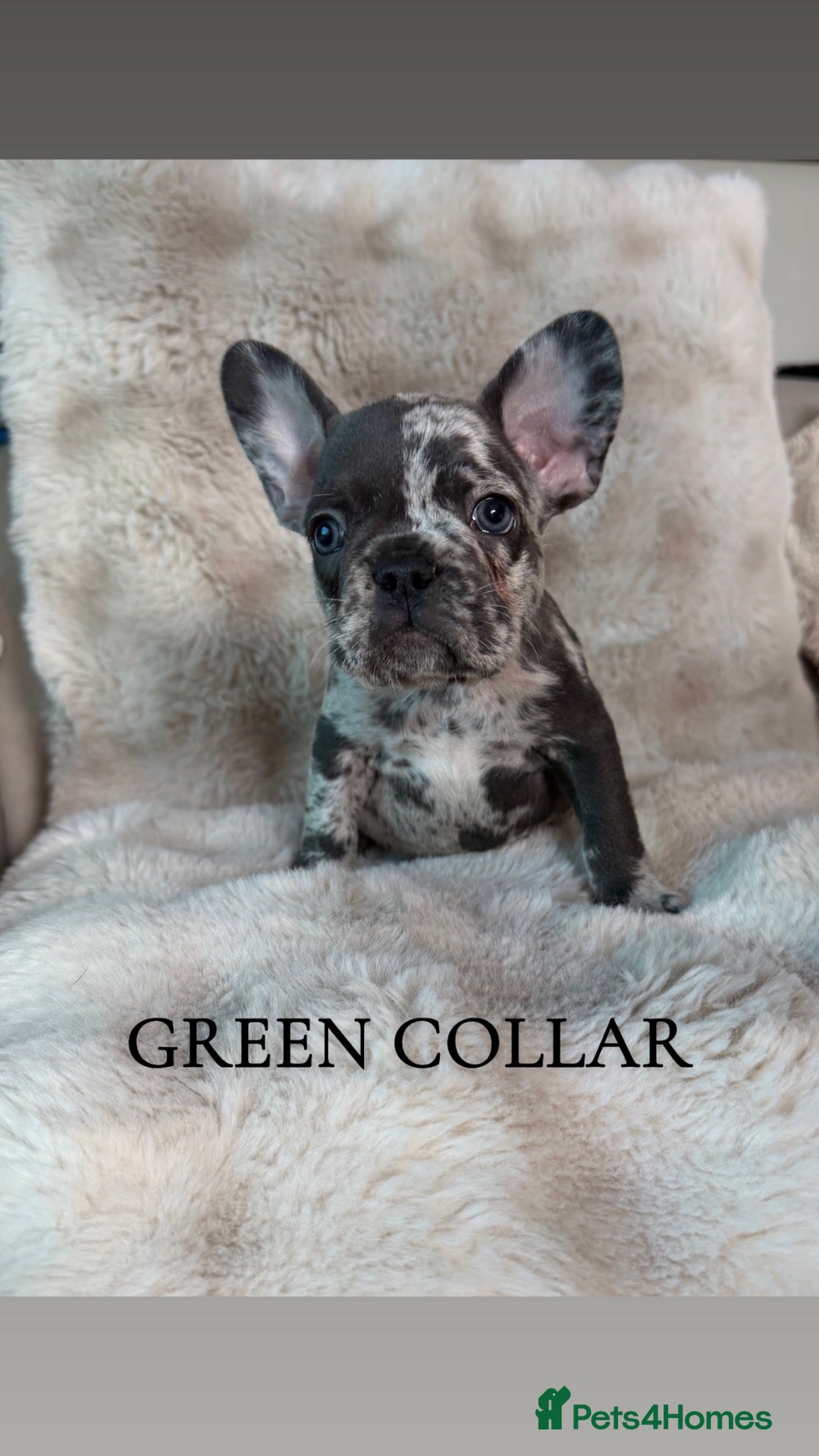 French Bulldog dogs Beautiful french bulldogs puppies 4 girls & 4 boys - Advert 1