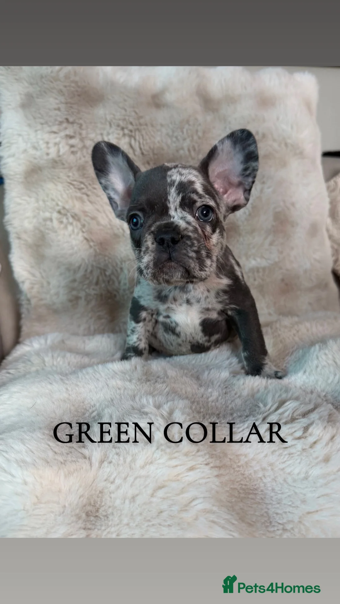 French Bulldog dogs for sale: Beautiful french bulldogs puppies 4 girls & 4 boys in London - Advert 1