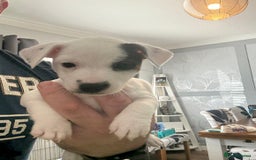 Jack Russell dogs for sale: jack Russell puppies for sell  - Image 12