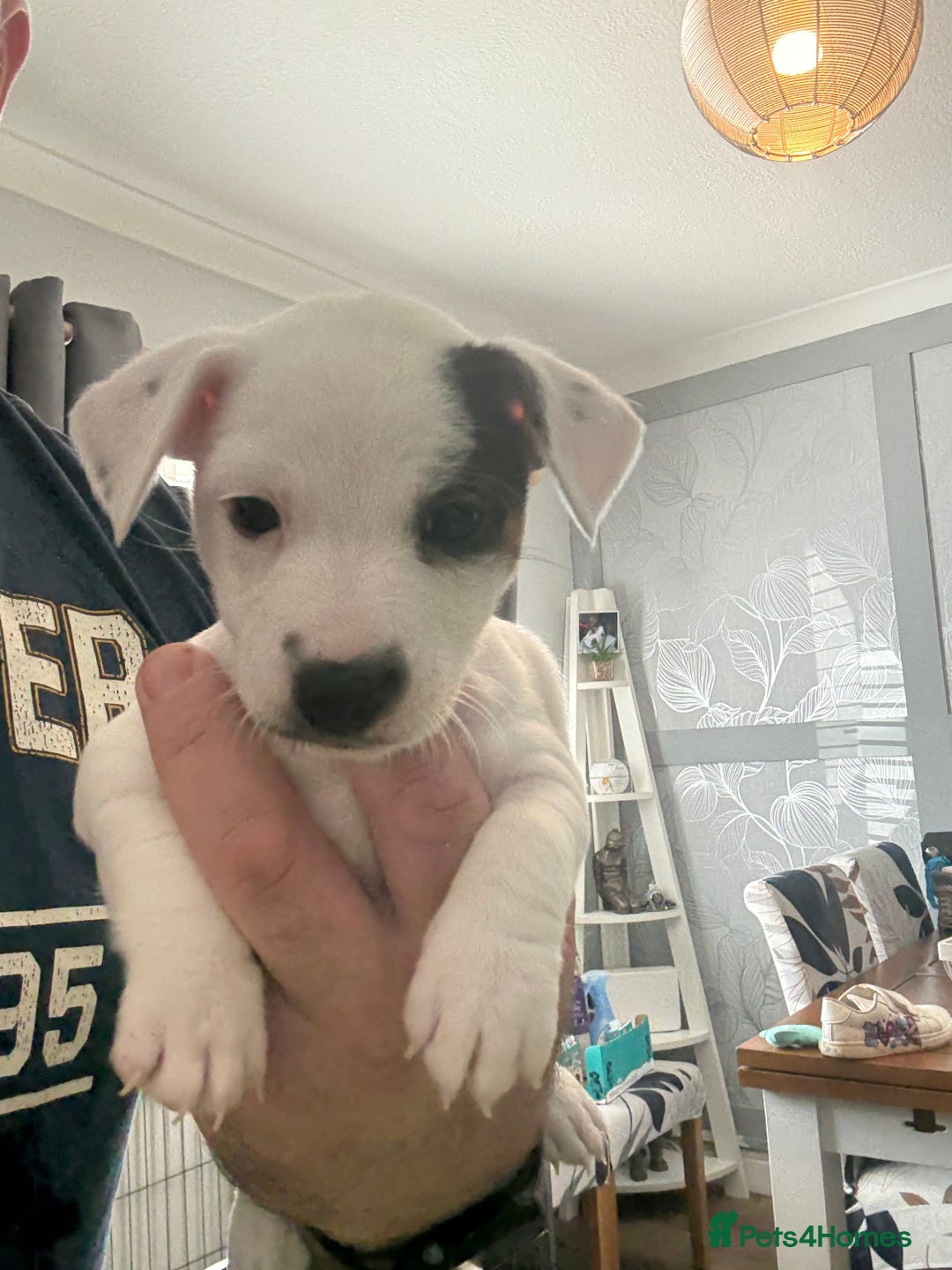 Jack Russell dogs for sale: jack Russell puppies for sell  - Image 12