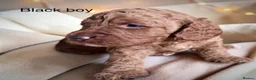 Cockapoo dogs for sale: Extensively health checked cockapoo puppies   - Advert 29