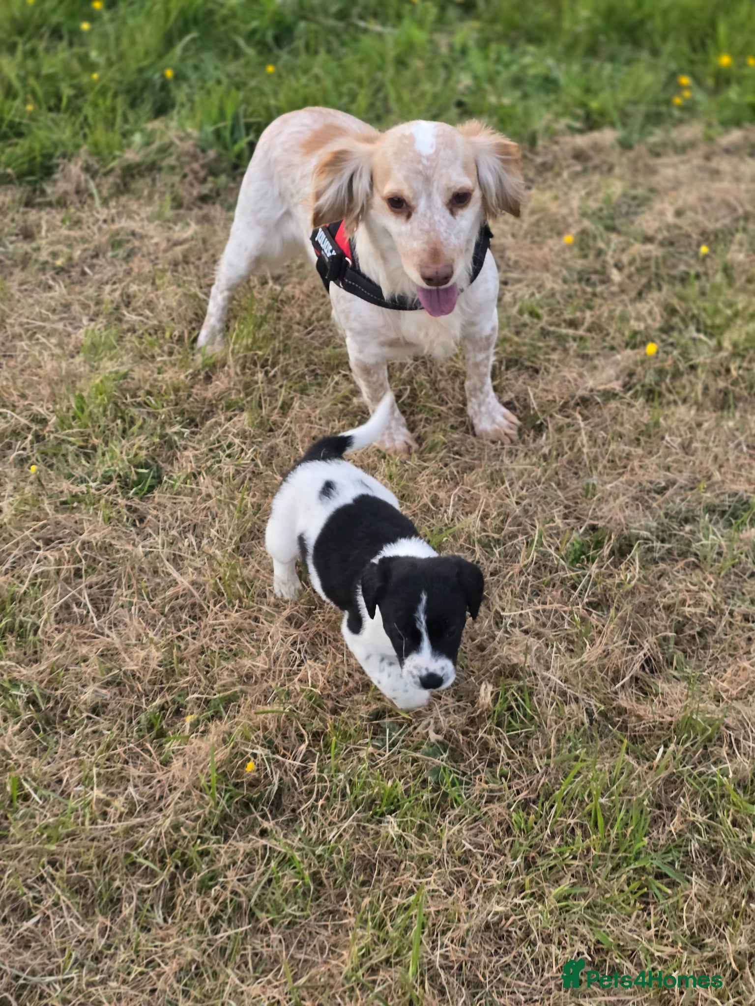 Cocker Spaniel dogs 2 x female spaniels - Advert 17