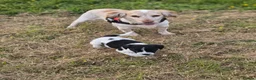 Cocker Spaniel dogs for sale: 2 x female spaniels - Advert 1