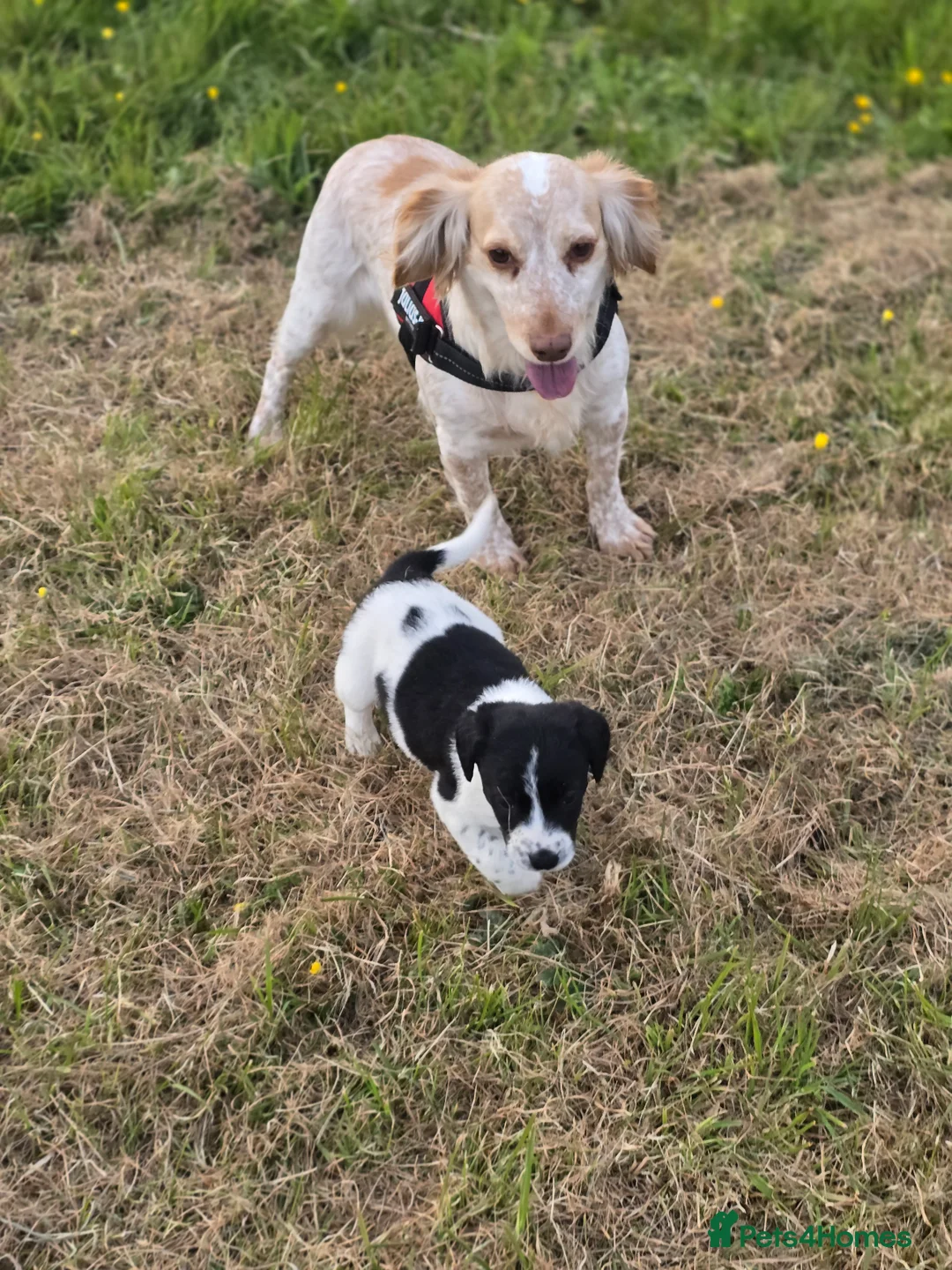 Cocker Spaniel dogs for sale: 2 x female spaniels - Advert 1