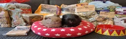 Guinea Pig rodents for sale: Retirement Home Albert & George - Advert 5