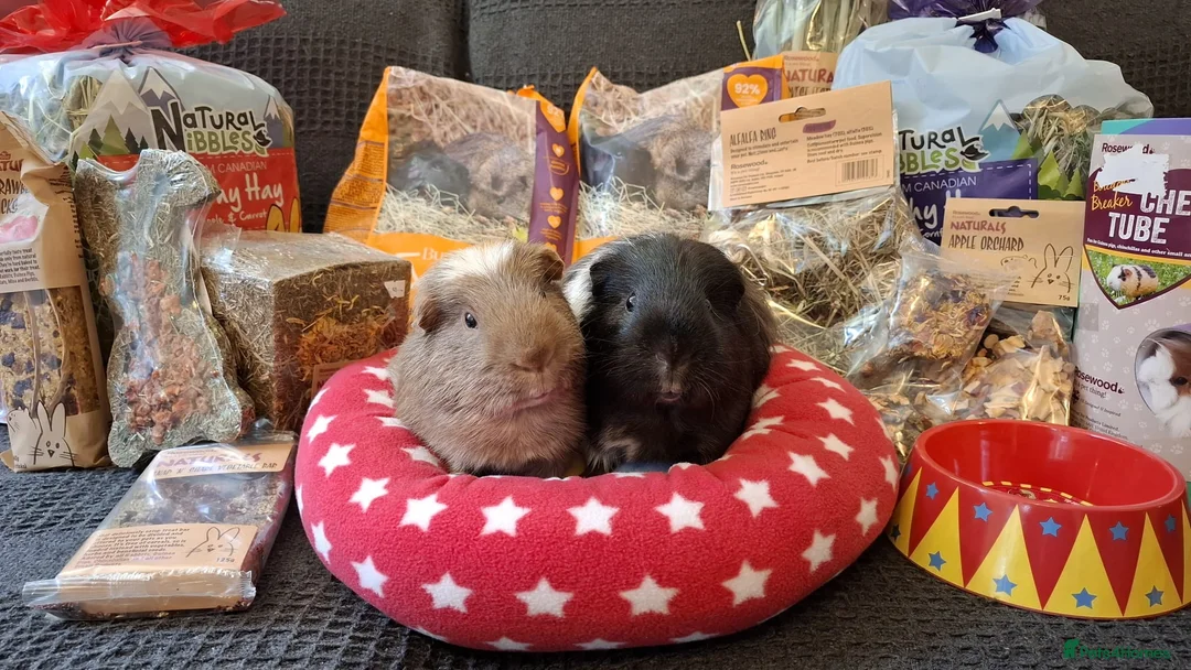 Guinea Pig rodents for sale: Retirement Home Albert & George - Advert 5