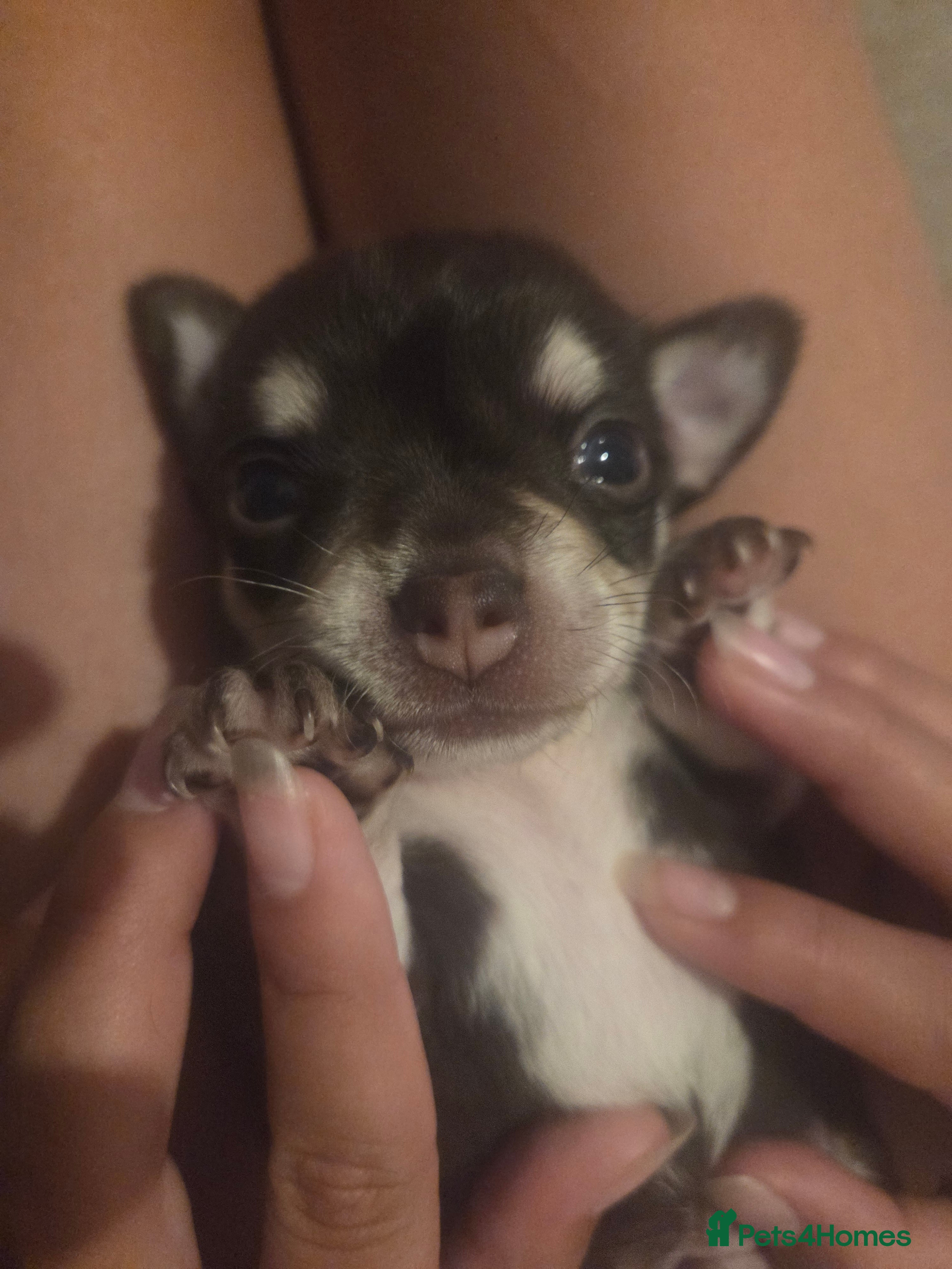 Chihuahua dogs Chocolate chihuahua male puppy - Advert 3