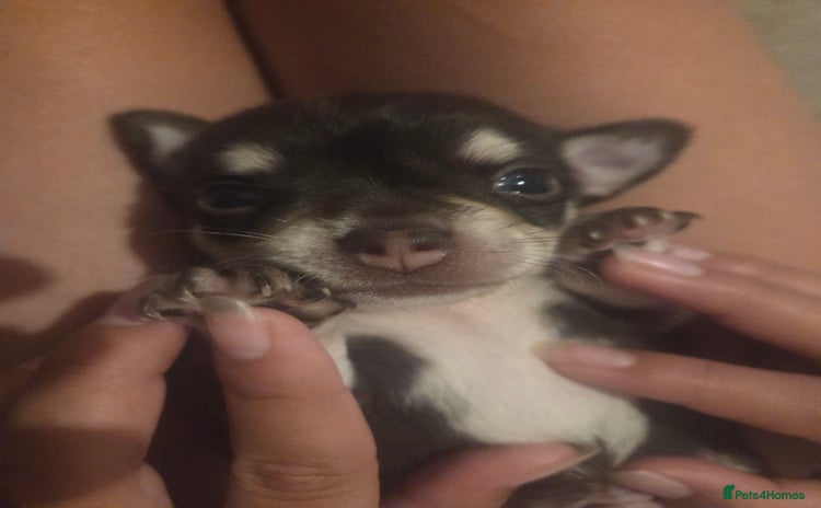 Chihuahua dogs - Advert 1