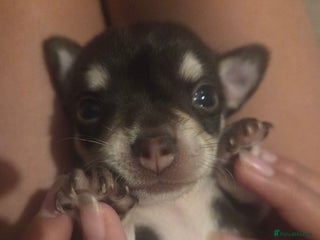 Chihuahua dogs Chocolate chihuahua male puppy - Advert 1