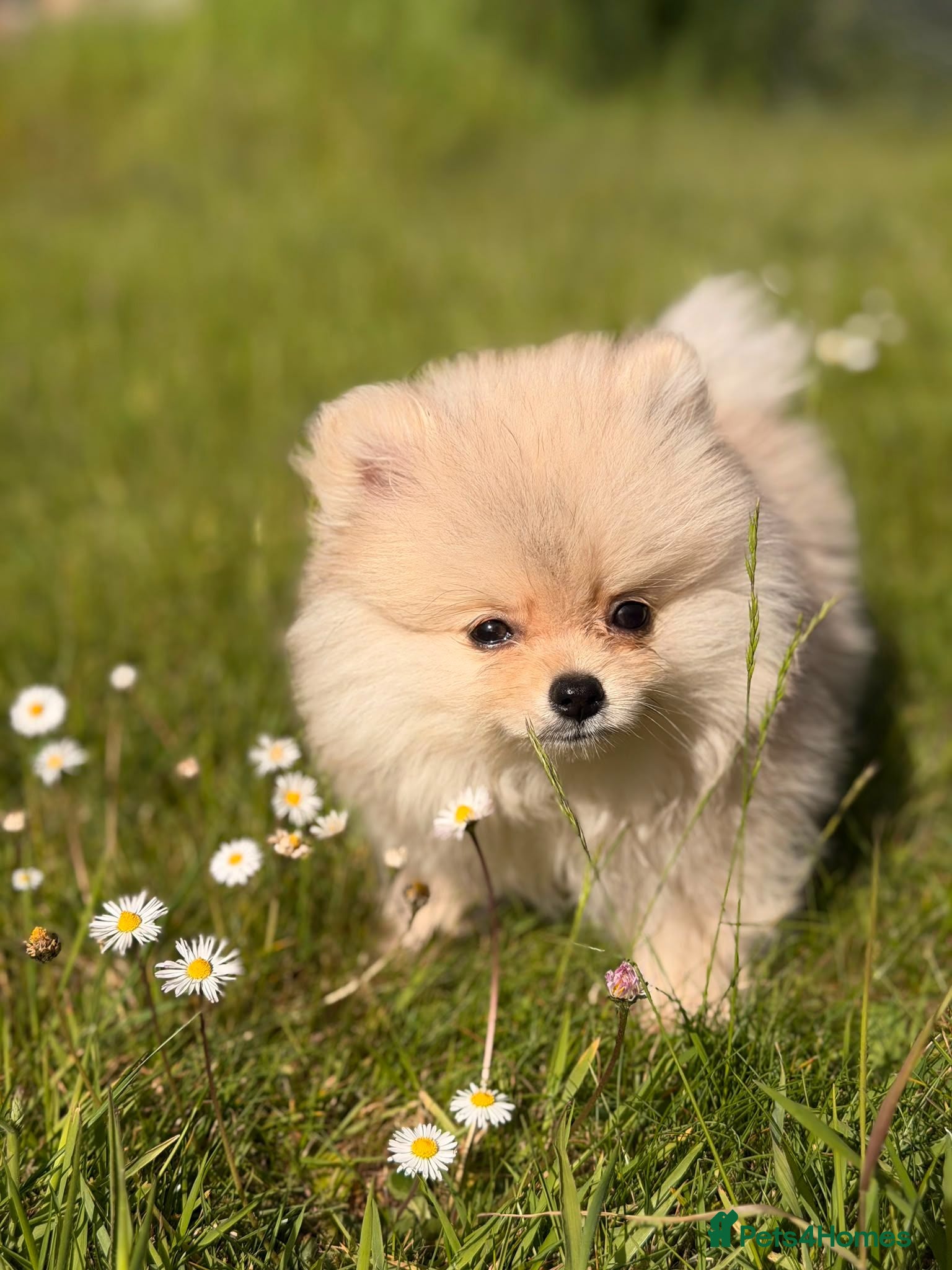 Pomeranian dogs Super fluffy multicoloured pomeranians - Advert 14
