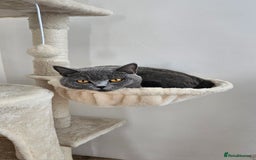 British Shorthair cats for sale: 🐾 Adorable Kittens Looking for Forever Homes 🐾 - Image 14