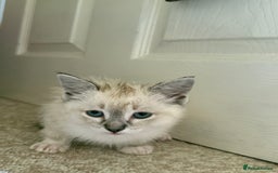 Ragdoll cats for sale: Ragdoll kitten  - Image 6