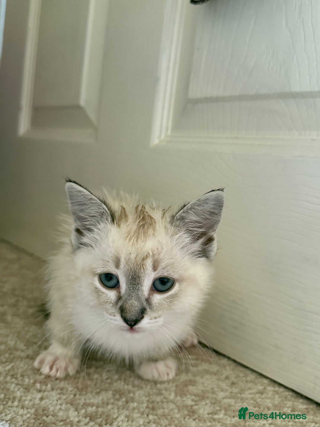 Ragdoll cats for sale: Ragdoll kitten  - Image 6