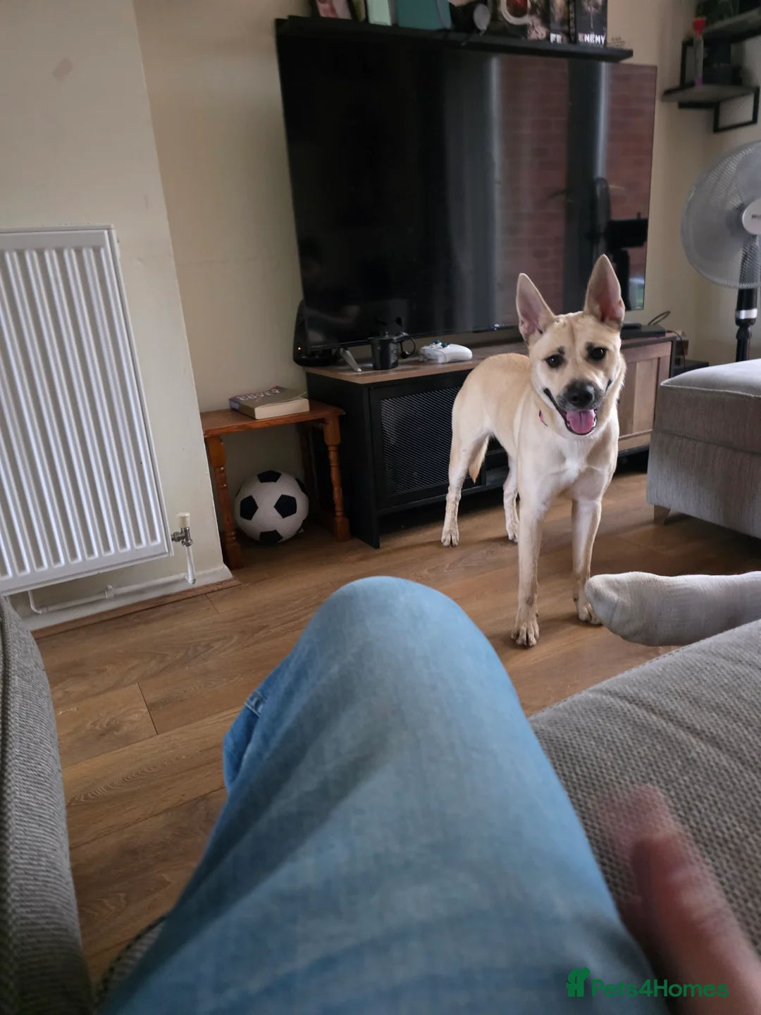 Mixed Breed dogs for sale: Beautiful German Shepherd girl - Advert 3