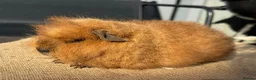 Guinea Pig rodents for sale: Stunning boars - Advert 7