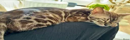 Bengal cats for sale: 🏆Gorgeous Brown Pedigree bengal girl🏆  - Advert 5