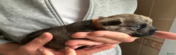 Cairn Terrier dogs for sale: Beautiful Cairn Terrier Puppies  - Advert 7