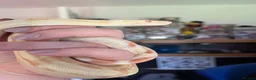 Boa Snake reptiles for sale: Female Boa Constrictor  in Walsall - Advert 3